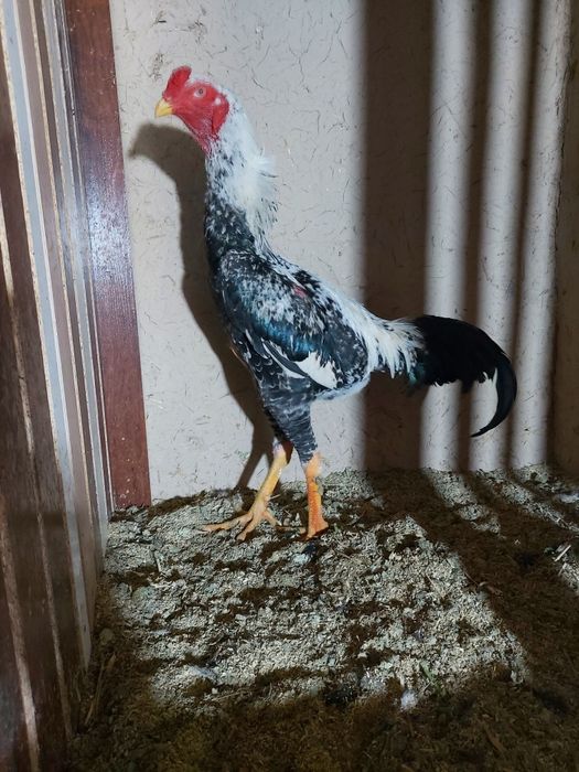 Avgusta chiqan juja sotiladi