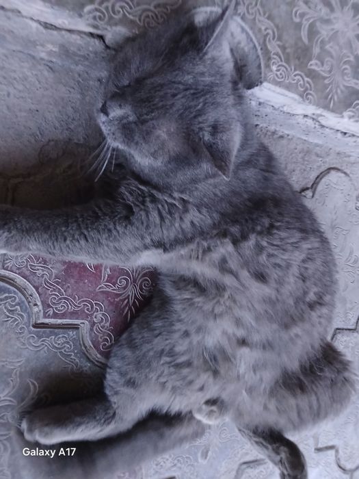 Продаём британский кошку