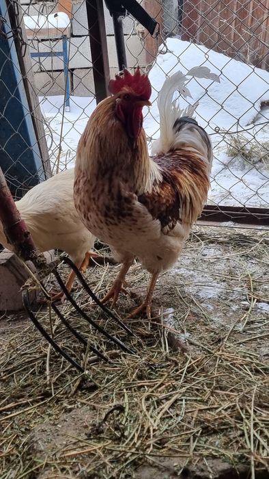 Продам петухов либо обмен