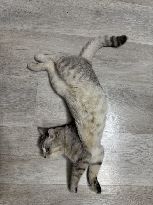 Шотландская кошка