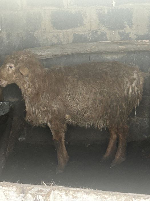 Қой , тоқты сатамын