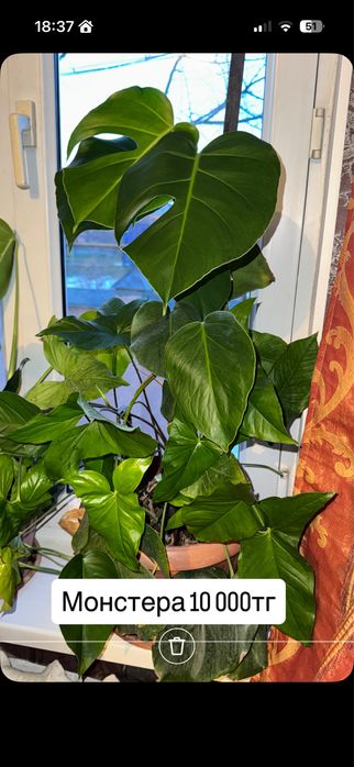 Домашние комнатные цветы