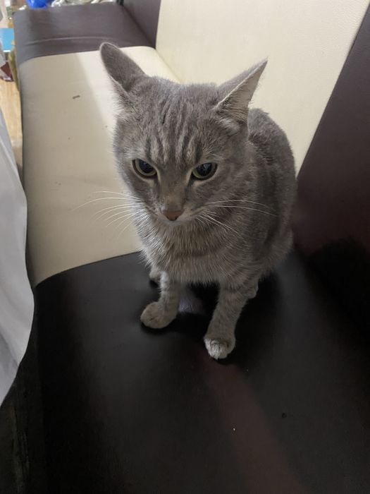 Отдам в добрые руки.