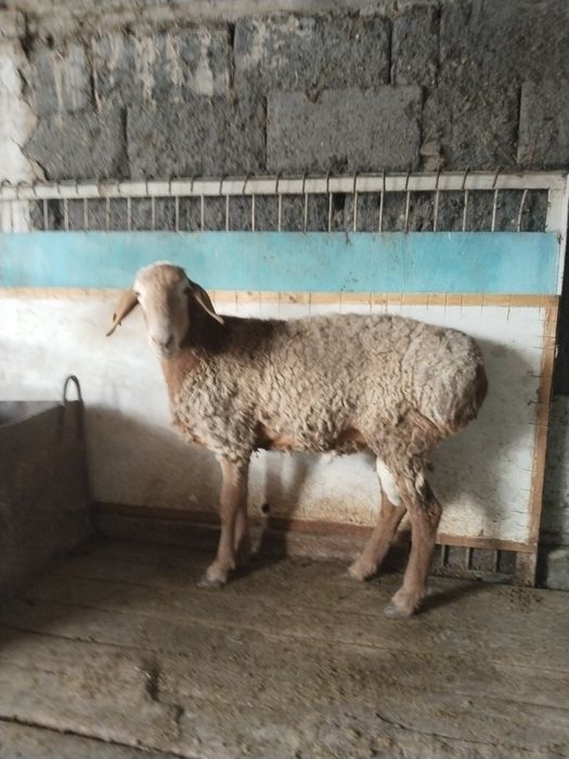 Кошкар сатылады 1жас 8 ай болды