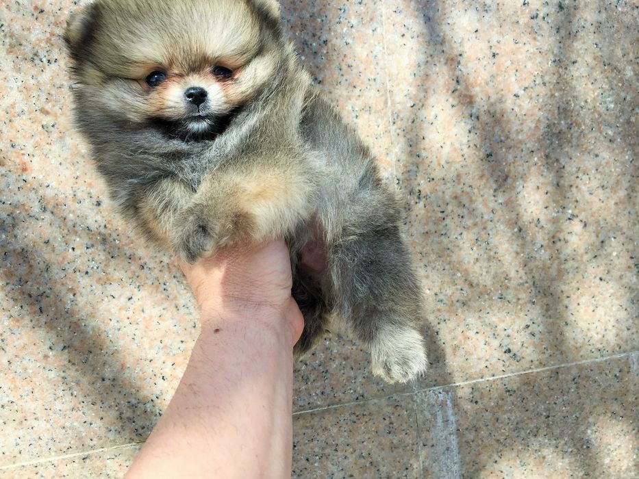 Померан мини Померанчета