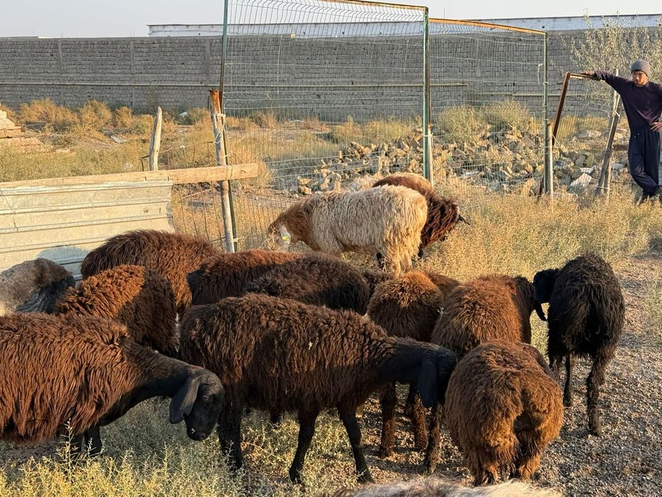 Кошкарлар сатылады