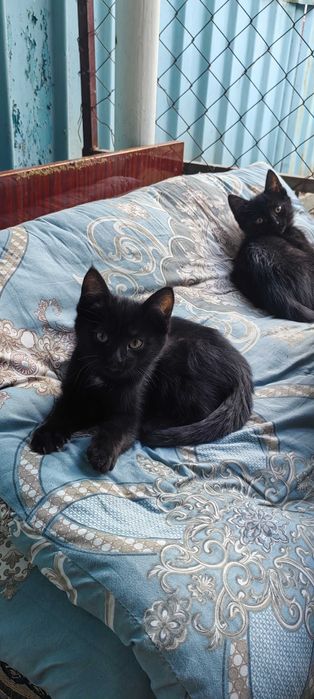 Маленькие котята, ≈ 3 месяца