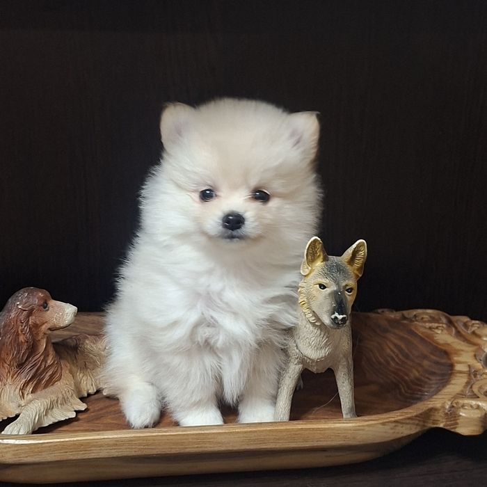 Очаровательные пушистики