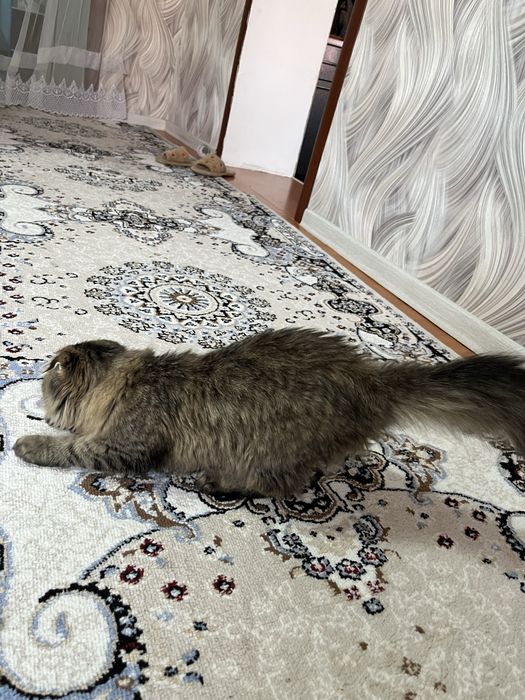 мысык сатылады 5айлык