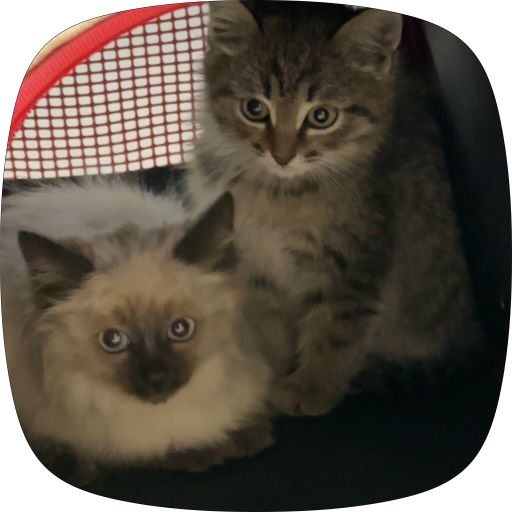 Котята / котенок 1 месяц