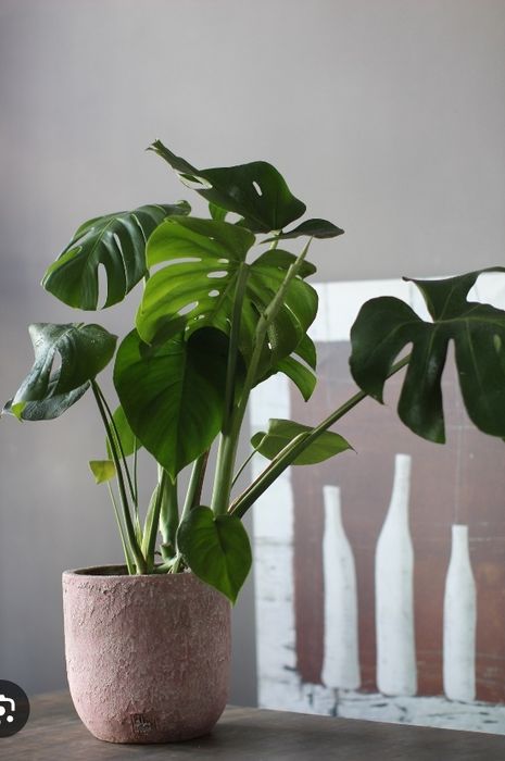 Флорист . Уход за растениями