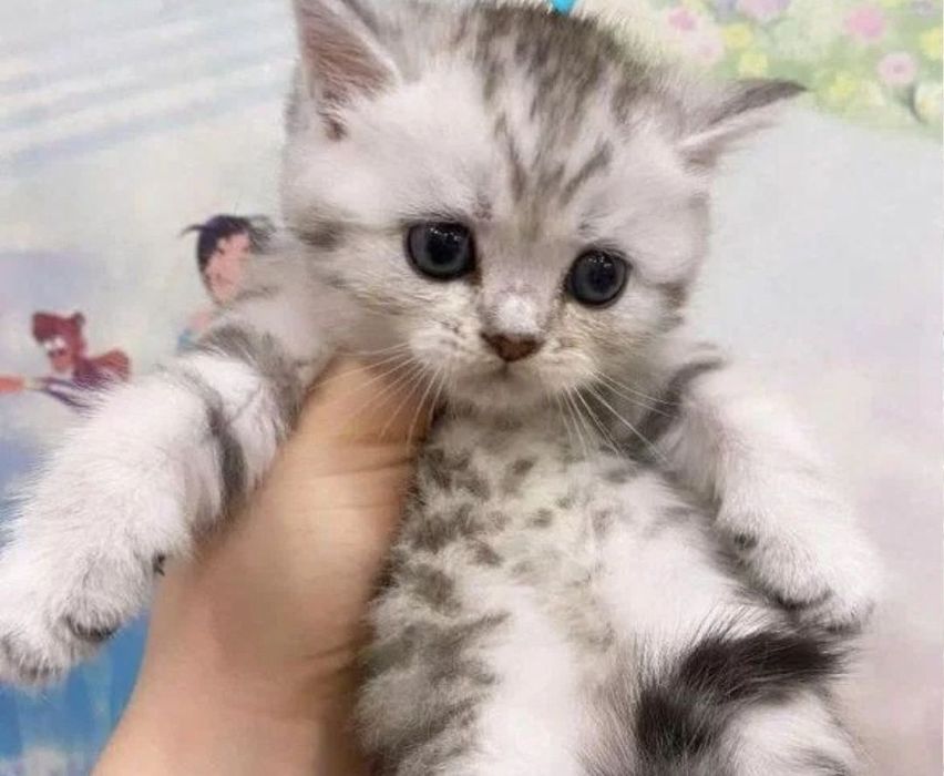 Мальчики и девлчки, 1.5 мес