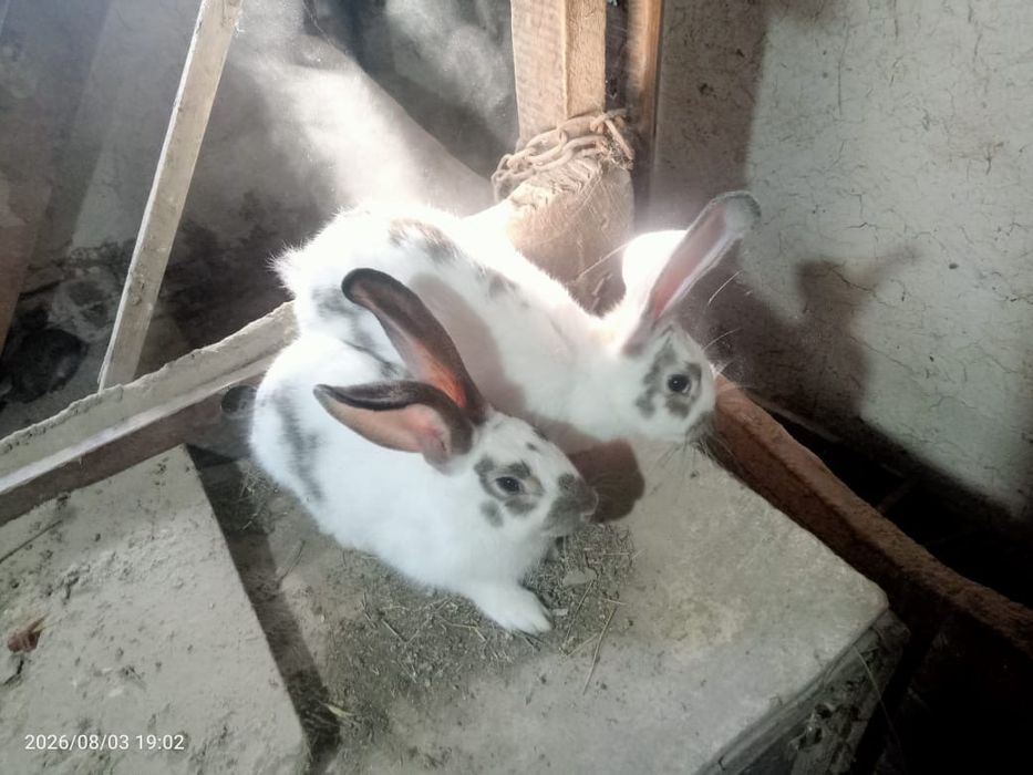 Продам кролей и крольчат
