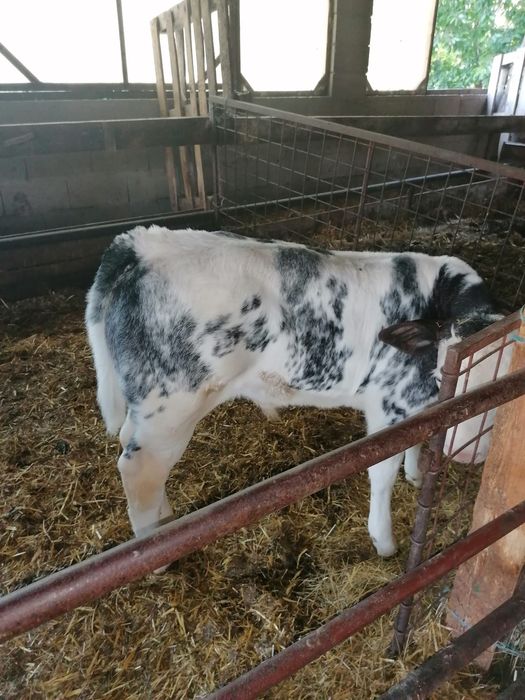 Vând viței încărcați