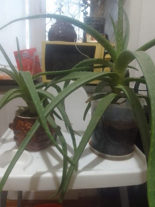 Комнатные растения