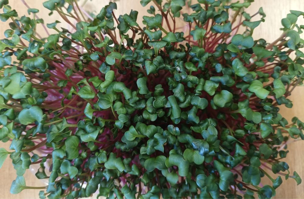 Распродажа зелени! Броколи! Руккола! Редис!