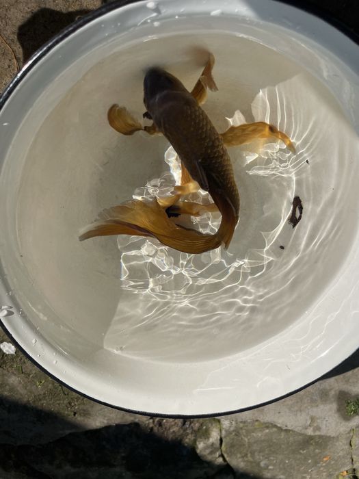 Золотая рыбка камета