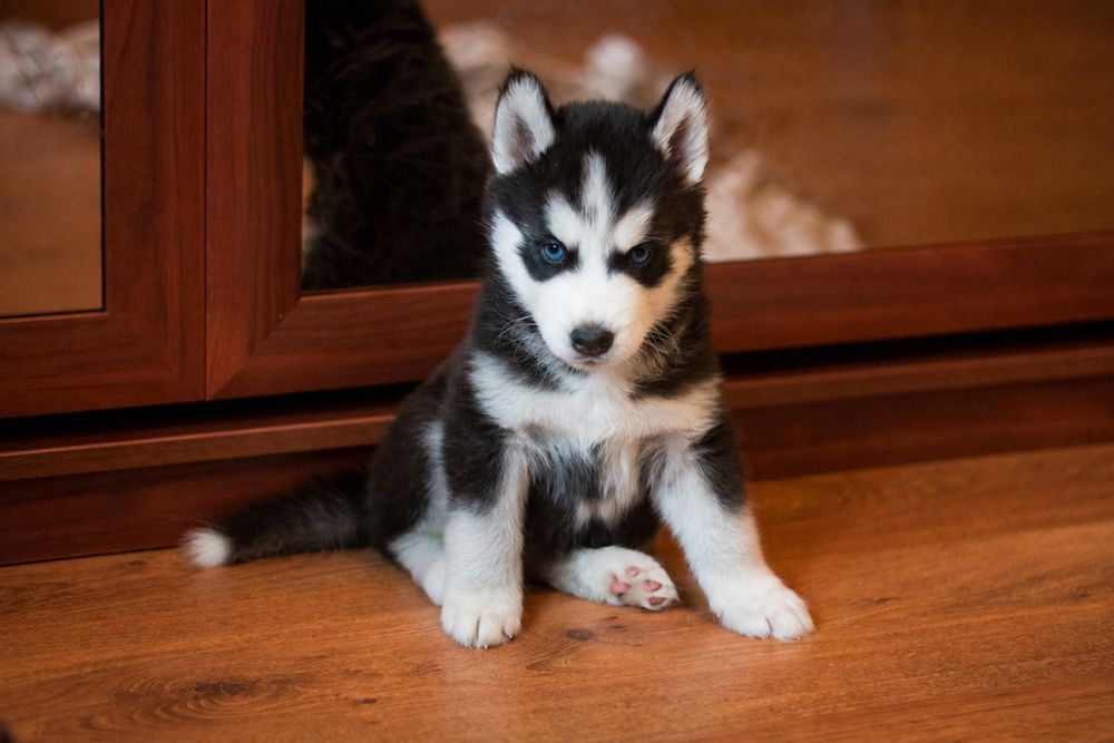 Moviy ko‘zli Husky kuchukchalar! Juda chiroyli va sog‘lom