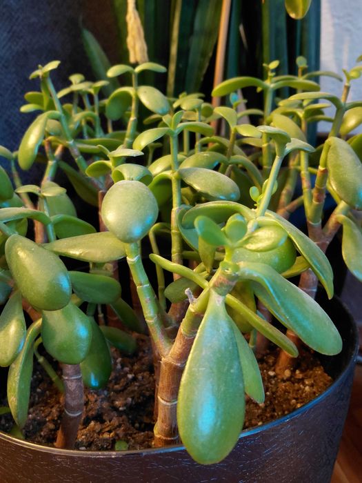 Стайни растения Сансевиера (меч/сабя) и дървото на живота