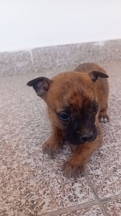 căței amstaff de o lună jumătate