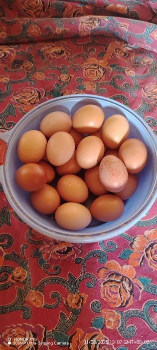 Домашние куриные яйца