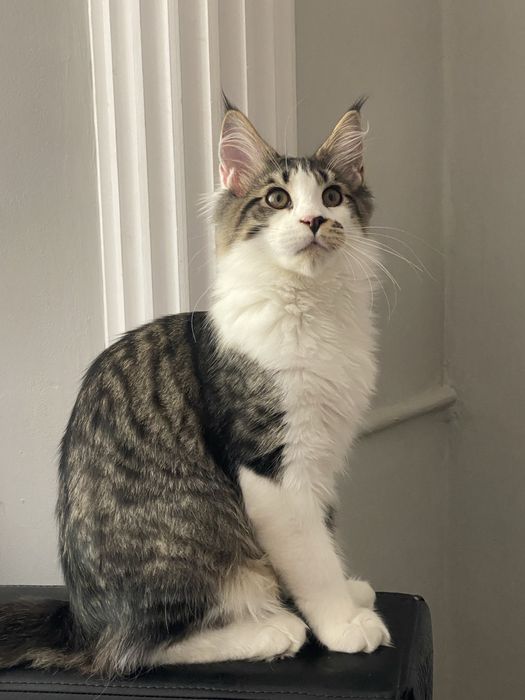 Котенок мейн кун