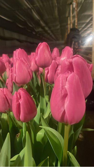 Тюльпаны на 8 марта