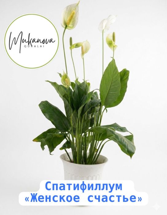 продаётся  Спатифиллум