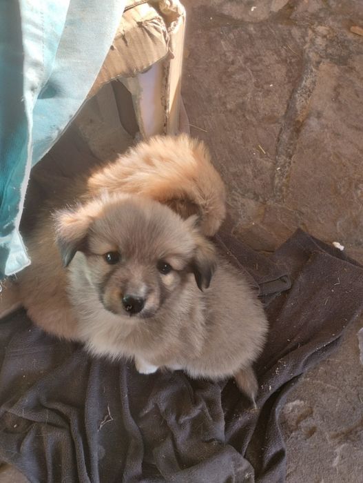 Щенки звонок месечные