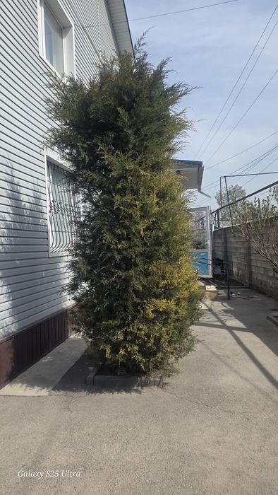 Продается моржовейник