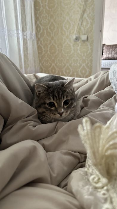 Отдам кошку за добрую руку