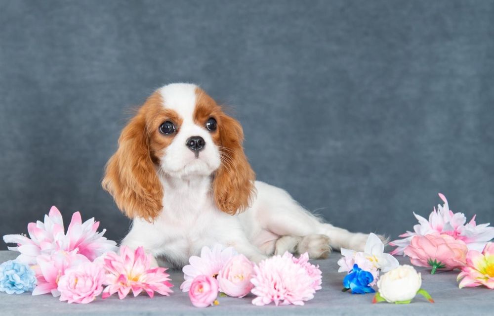 Щенки кавалер кинг чарльз спаниеля