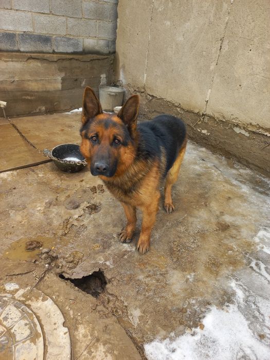 Продам немецкую овчарку