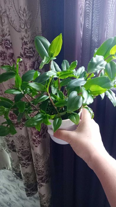 Продам традисканцию зелёную