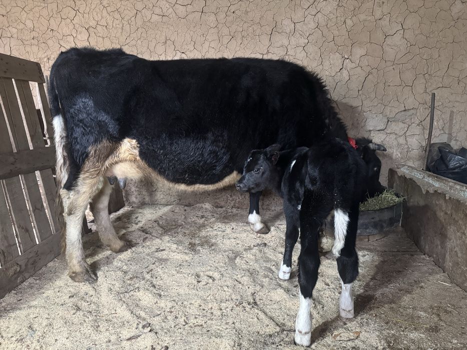 Бұзпулы сиыр 3 тума