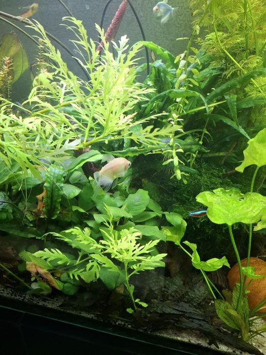 Растения за аквариум 6 вида