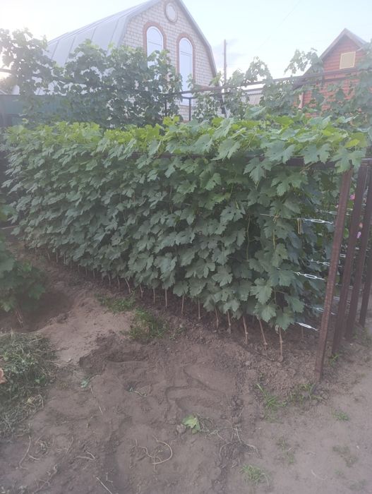 Продам саженцы винограда