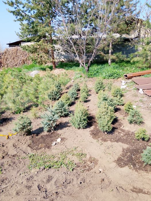 Продам Ёлку своя