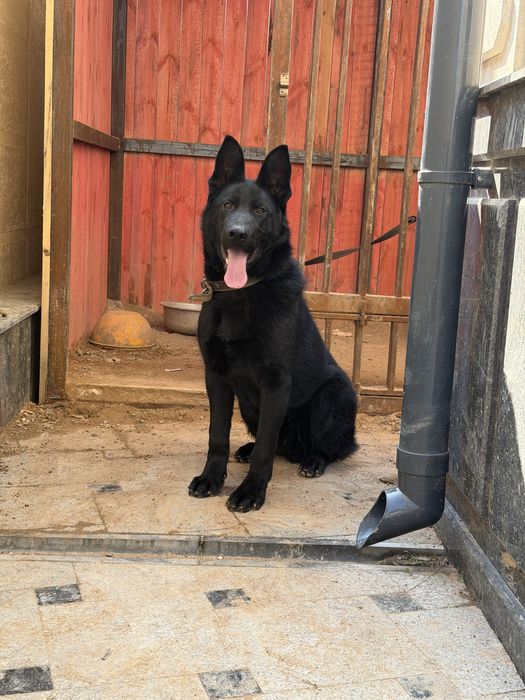 Немецкая овчарка