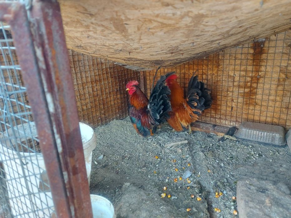 Серама декоративные петушки