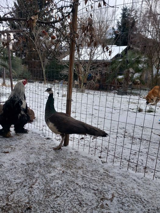 Продавам женски паун