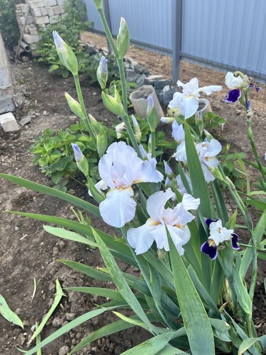 Многолетние цветы