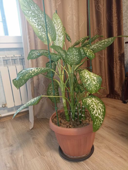 Диффенбихия 1 метр