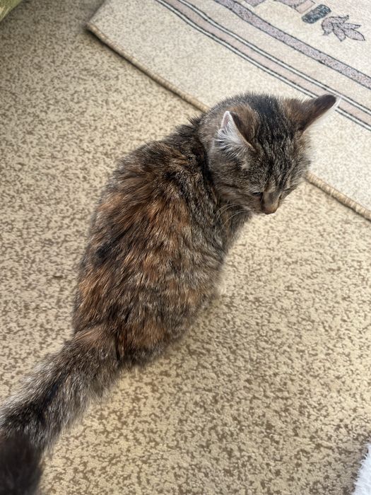 Отдам котенка девочку в добрые руки