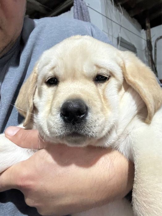 Лабрадор ретривер