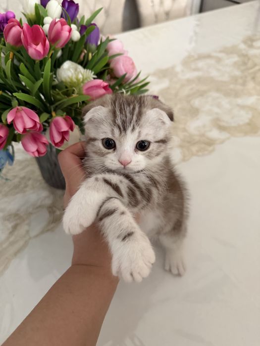 Скотиш фолд угил бола мушукча жуда уйинкаро кизикувчан