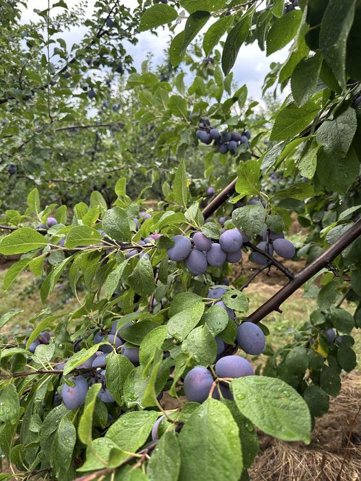 Vand prune pentru tuica