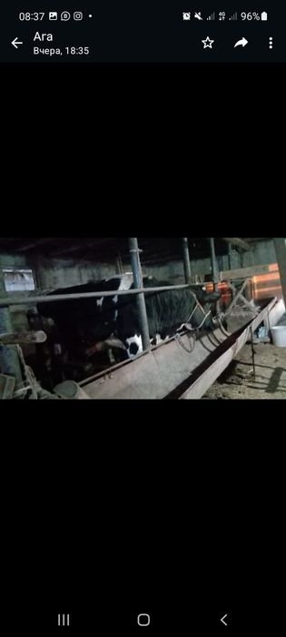 Бык галштейн парода