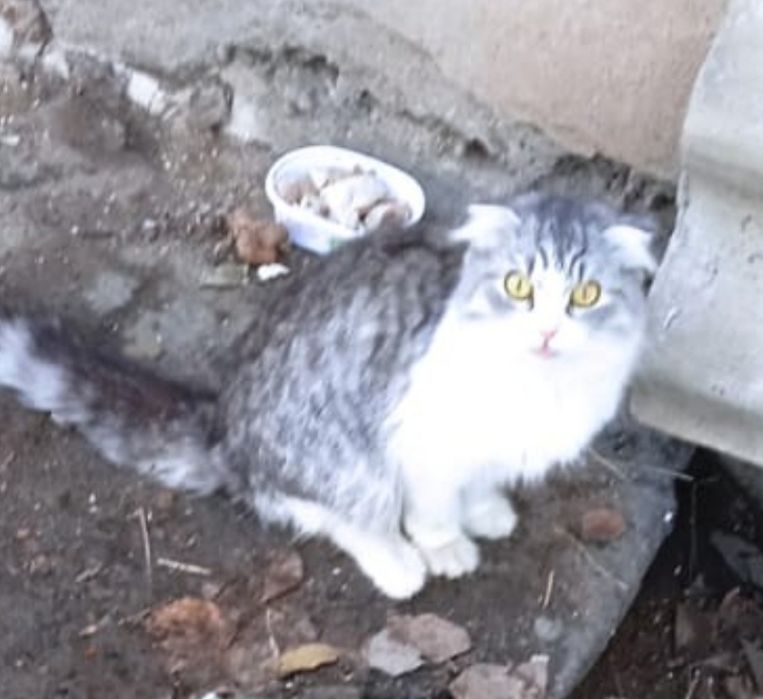 Отдам в добрые руки