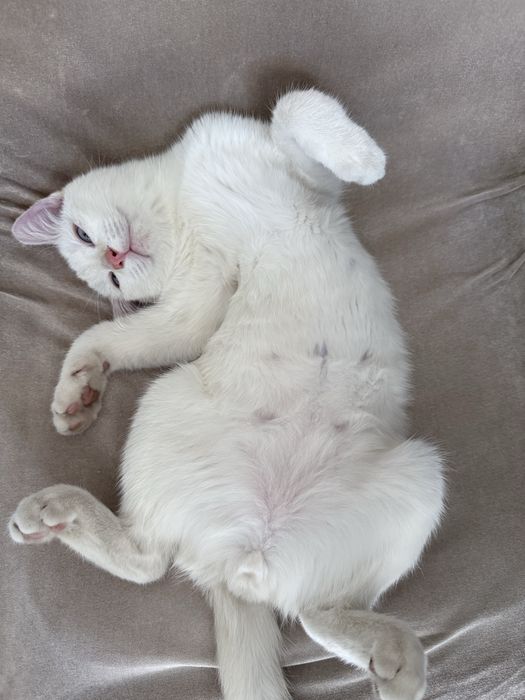 Пропал кот белый с голубыми глазами